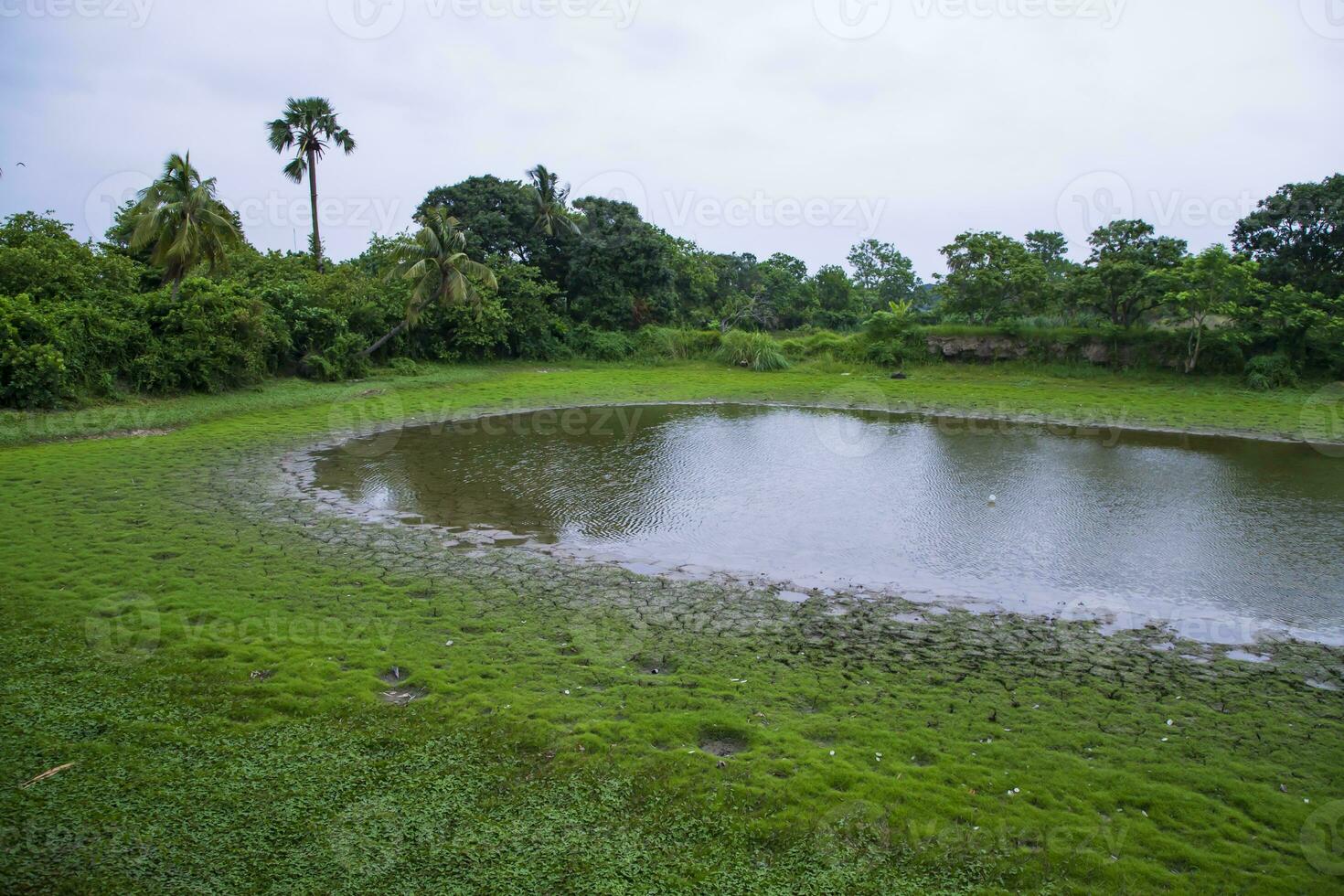 The Landscape of green fields with ponds and coconut trees in the countryside photo