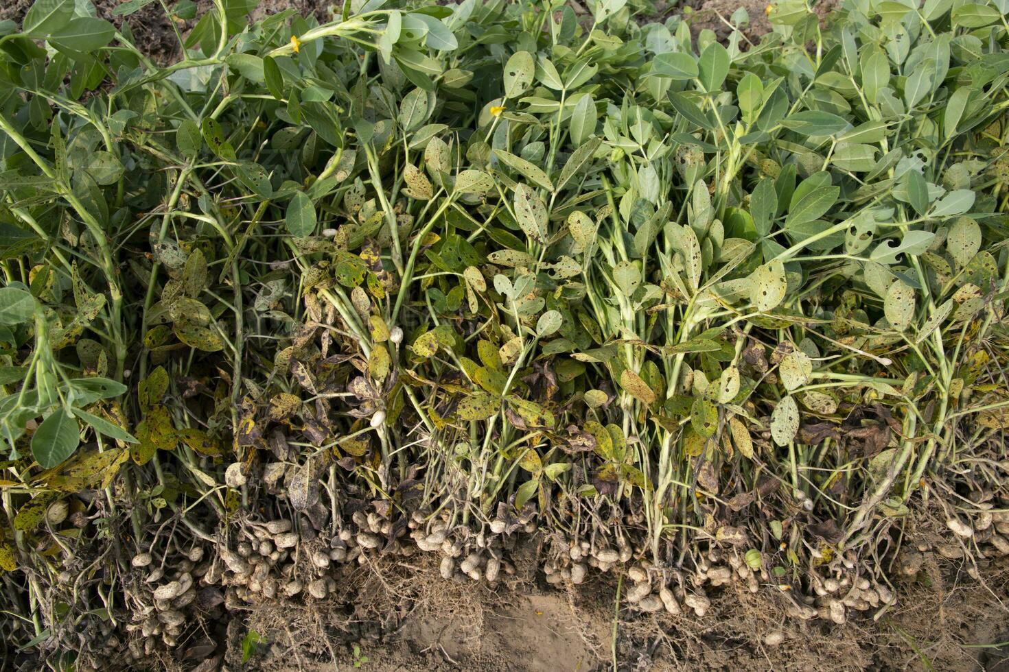 Stacked harvest peanuts in the soil in the field photo
