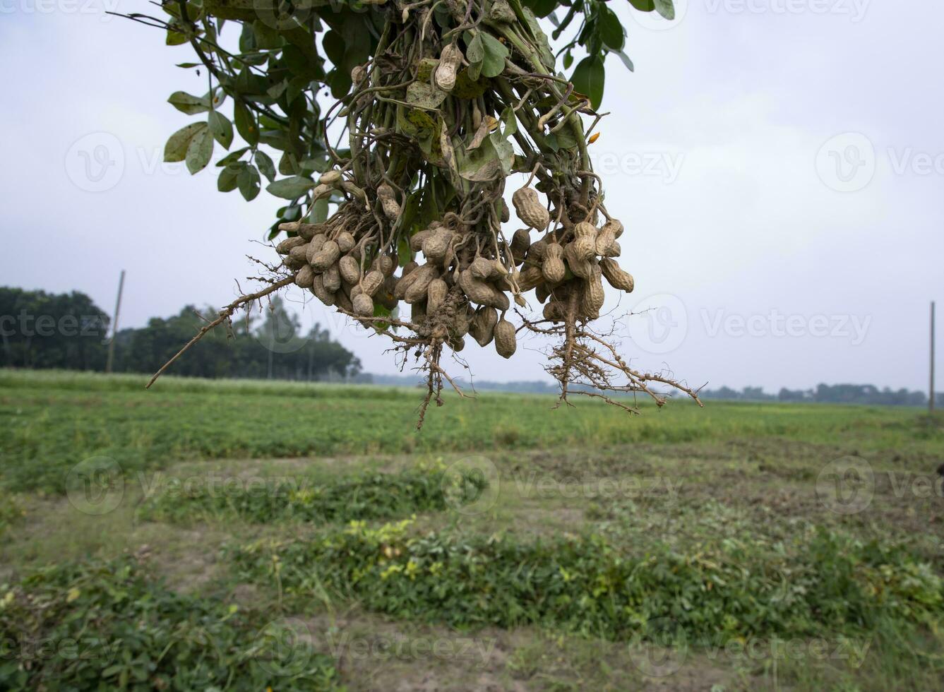one bunch of peanuts with a blurred green background in the field. Selective focus photo