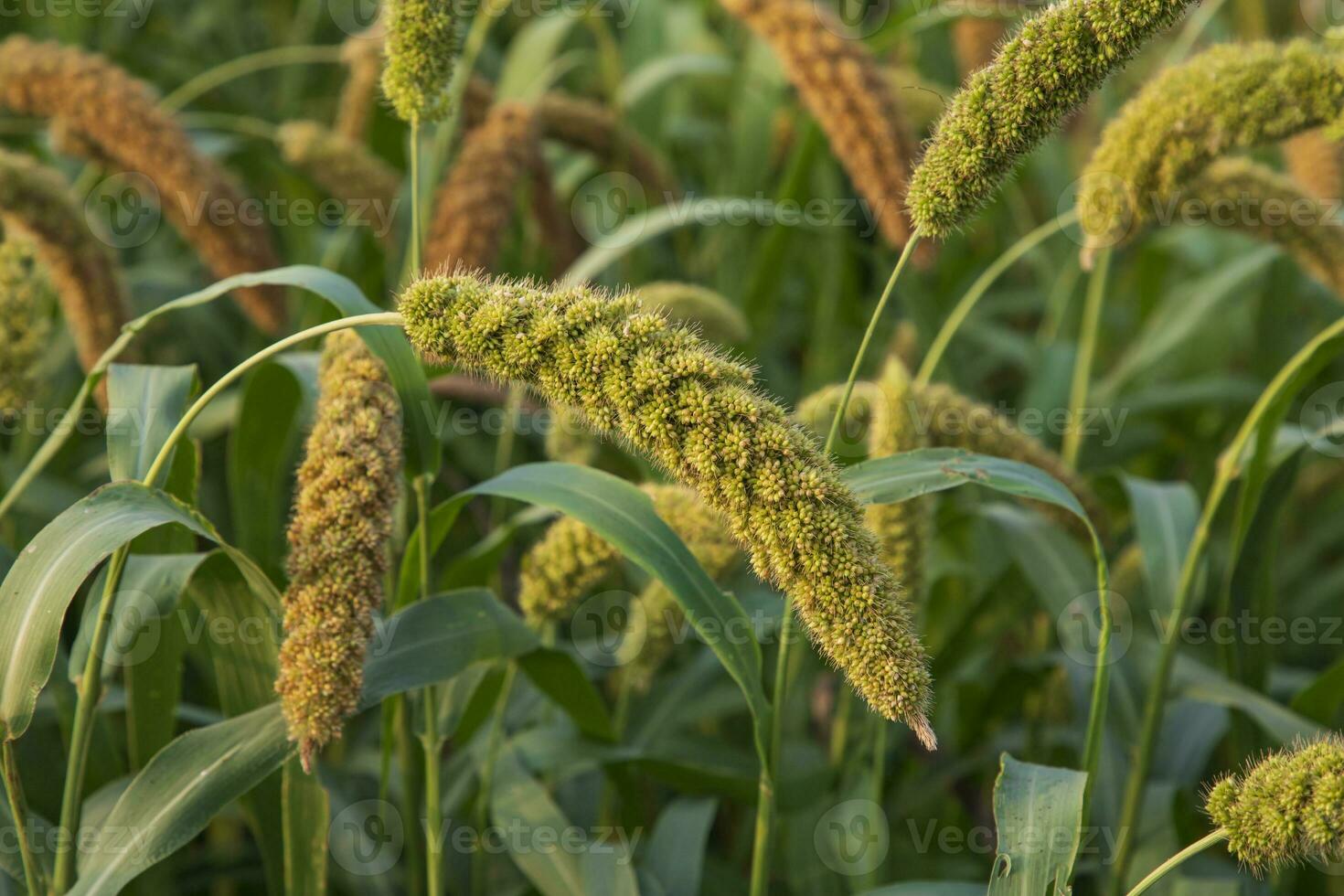 millet spike with Shallow depth of field. selective Focu photo