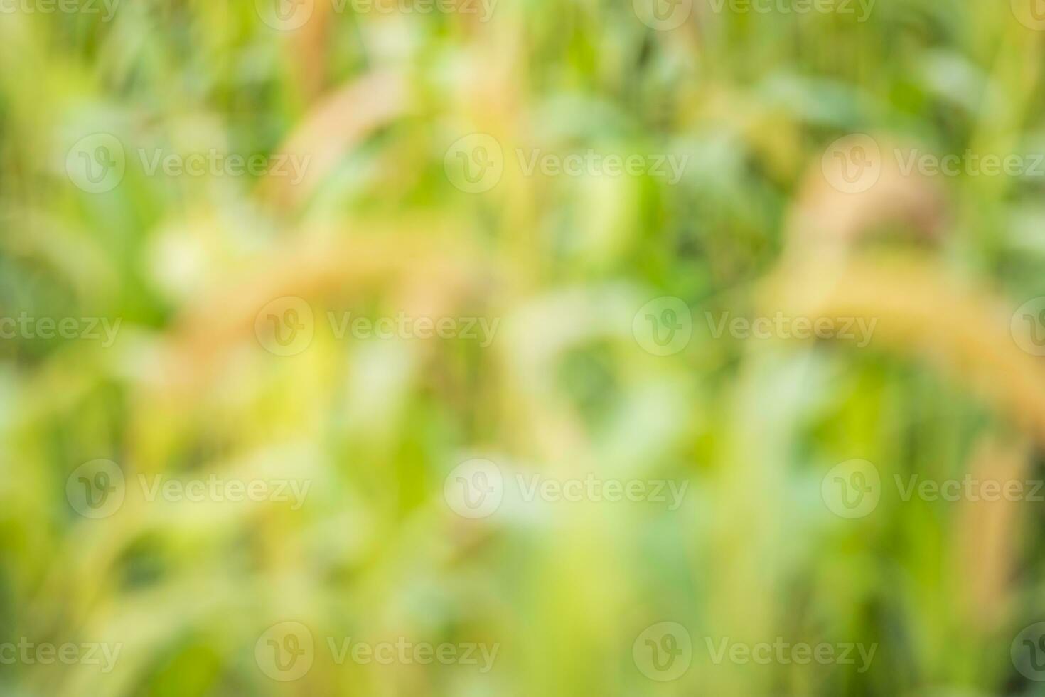 Bokeh Green and Yellow Abstract Background texture photo