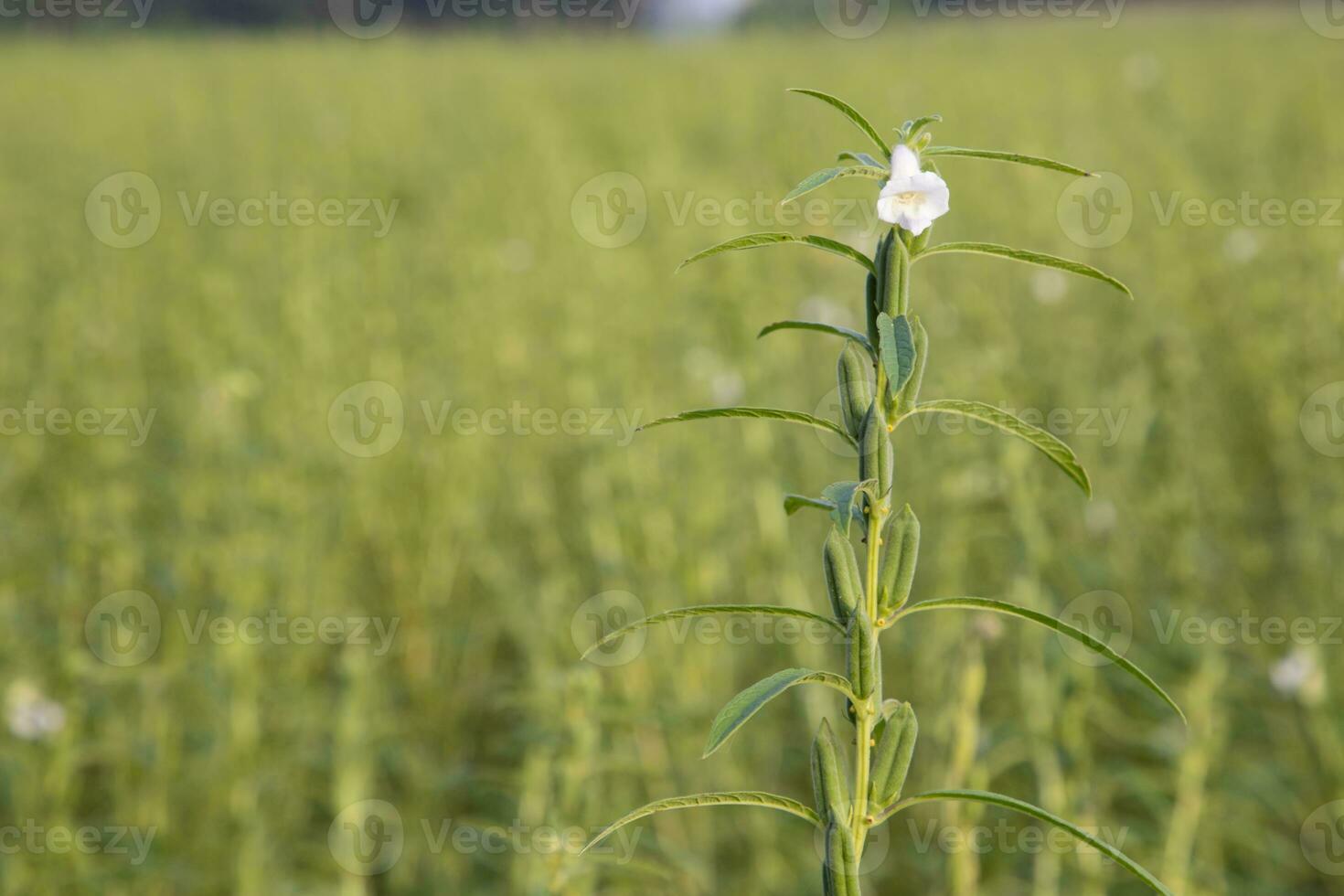 Sesame plant in the garden with a Blurry background. Selective focus photo