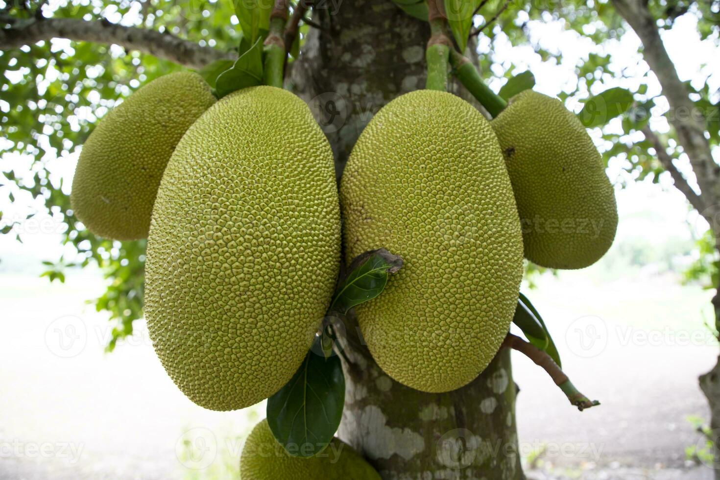 Jackfruits on a tree in the orchard. Ripe jackfruit on the tree photo