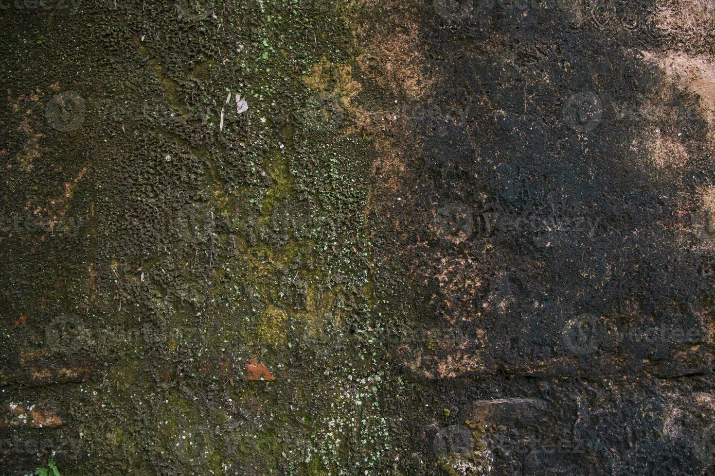 Old brick wall with green moss and lichen. Abstract background photo