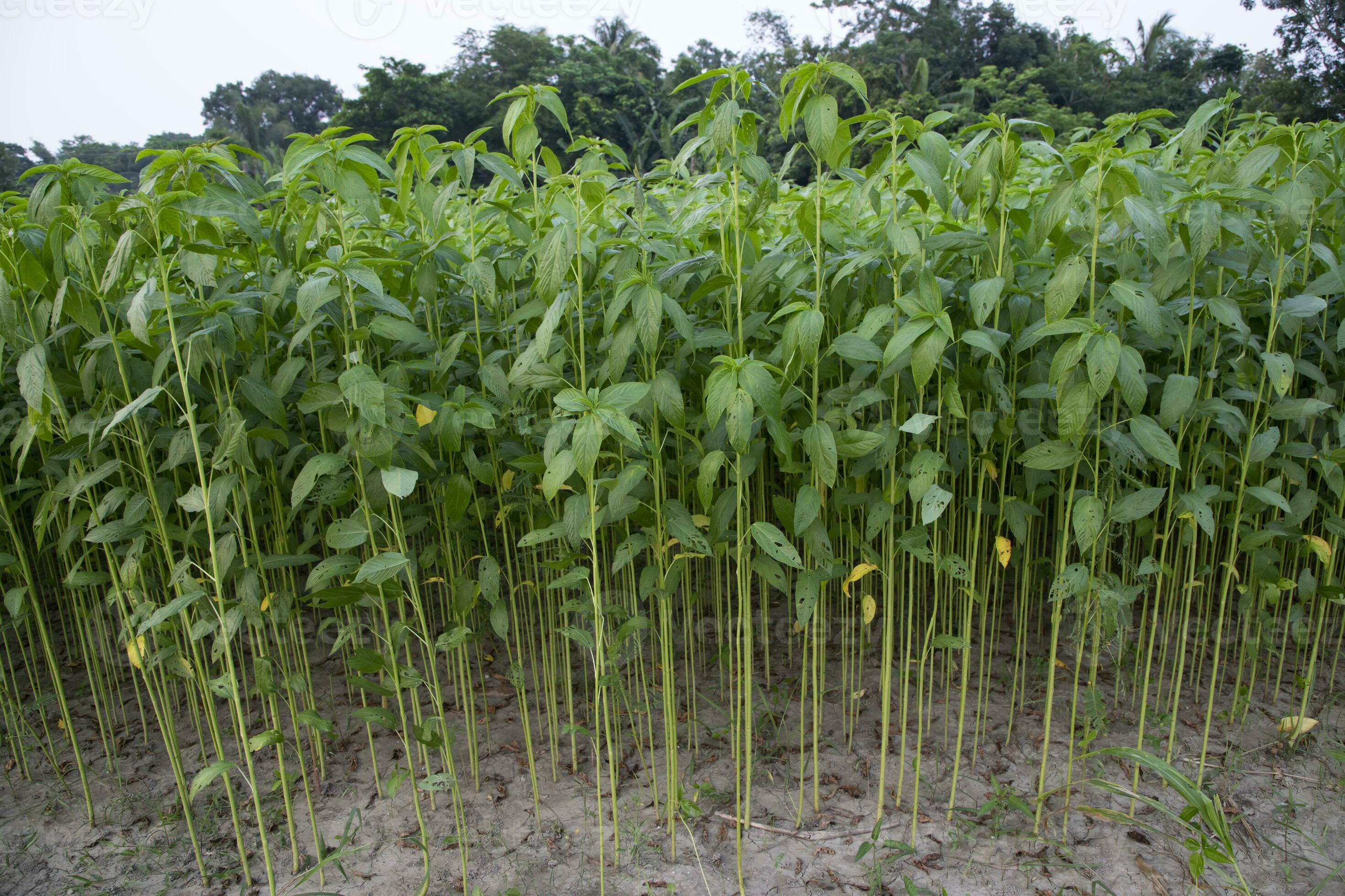 Jute plants growing in a field in the countryside of Bangladesh