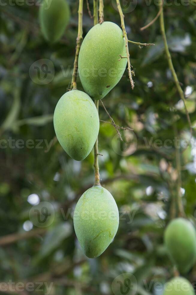 Fresh Raw Three Green Mango hinging In the Tree Branch. Selective Focus photo