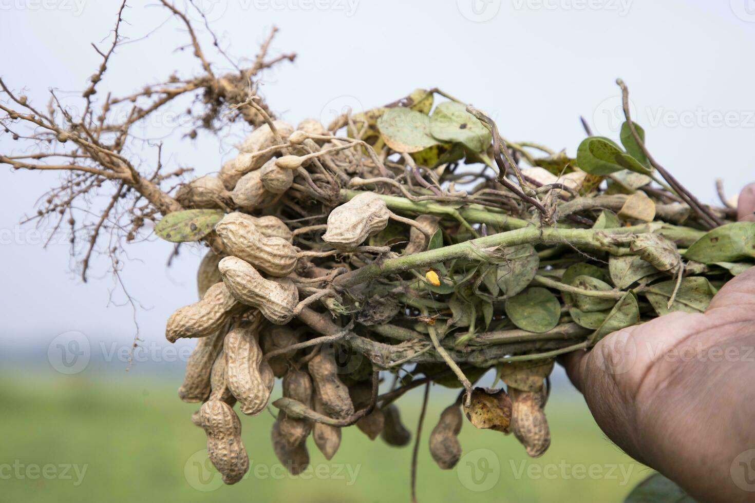 peanut on farmer's hand in the field. Agriculture harvest concept photo