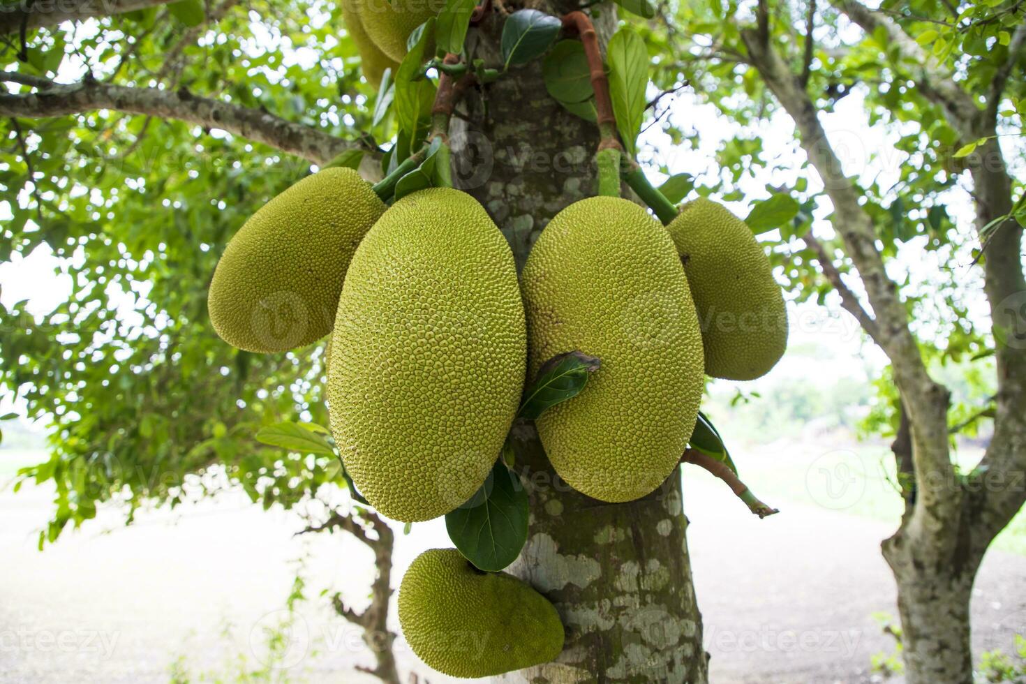 Jackfruits on a tree in the orchard. Ripe jackfruit on the tree photo
