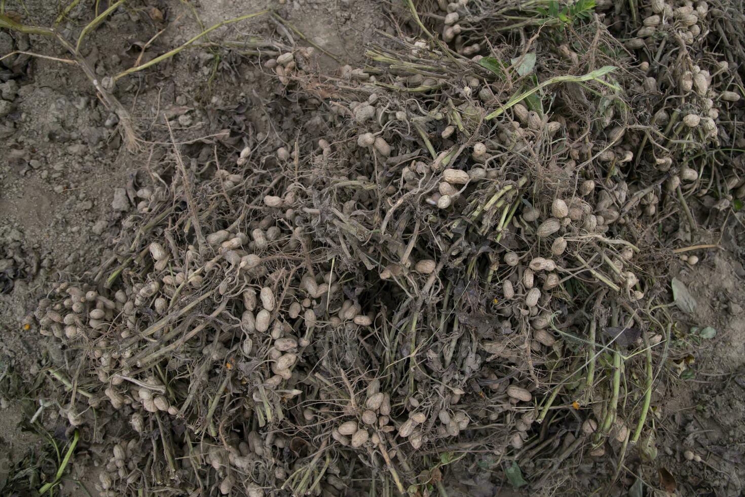 Stacked harvest peanuts in the soil in the field photo
