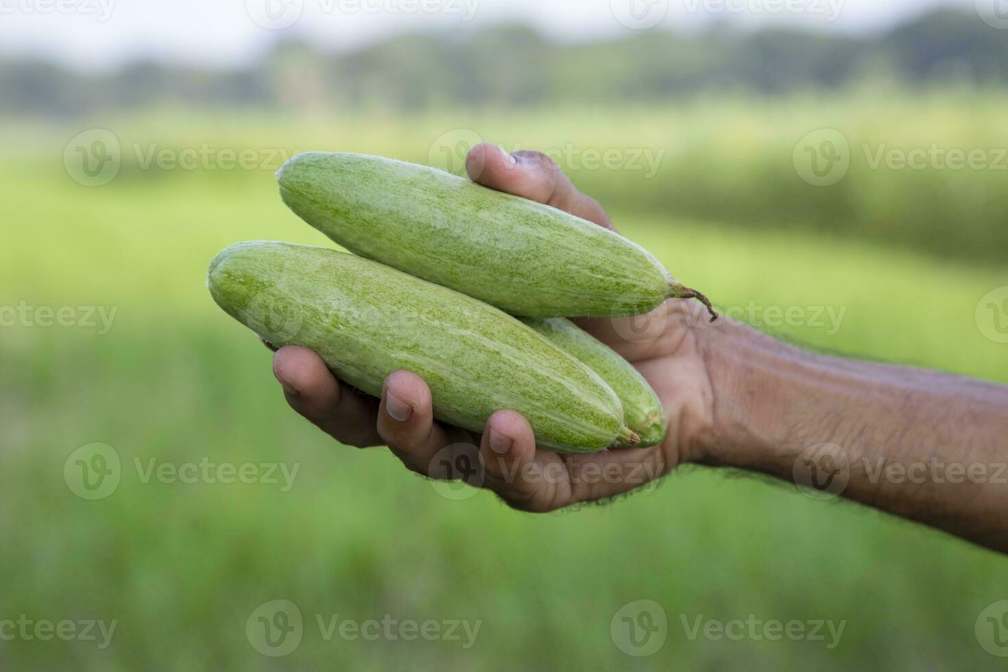 Hand-holding raw green pointed gourd with a Shallow depth of field. selective Focus photo