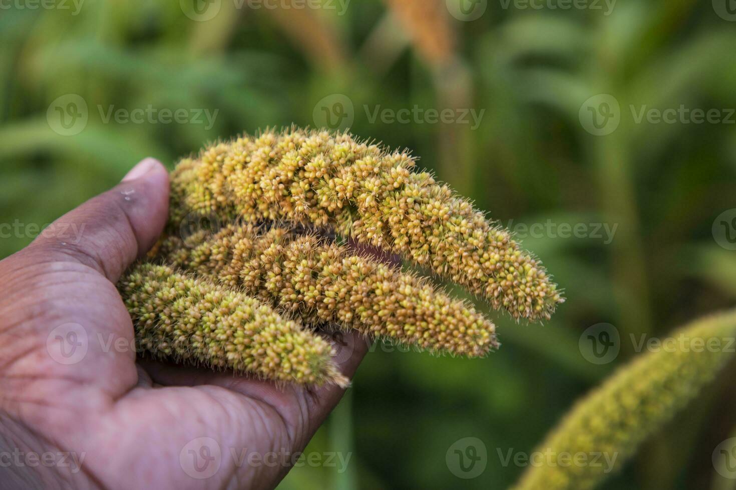Hand-holding millet spike in the agriculture harvest field photo