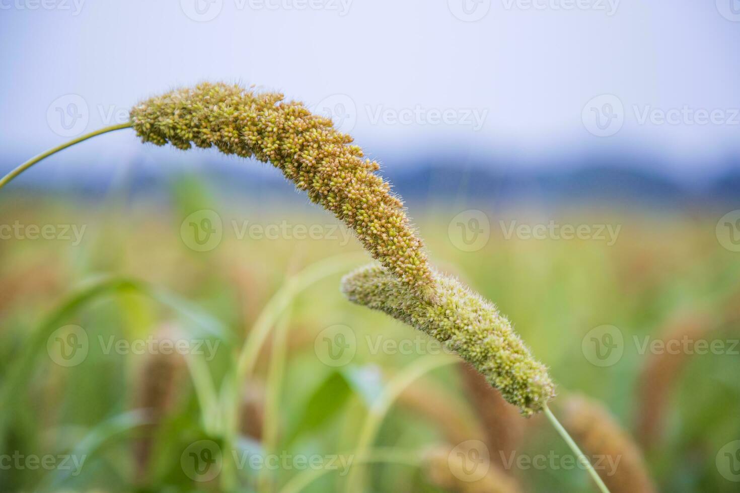 millet spike with Shallow depth of field. selective Focu photo