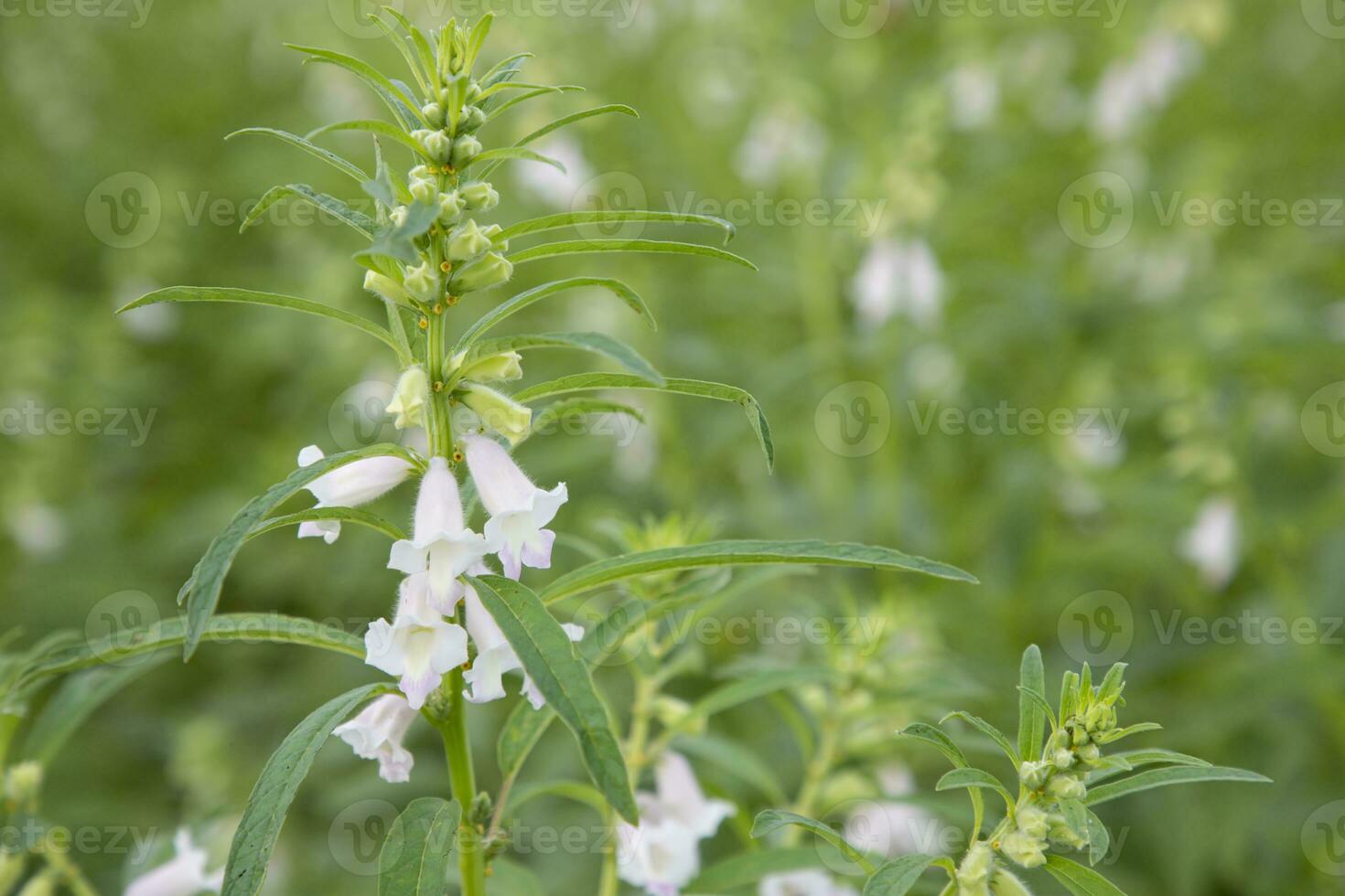 Sesame white flowers in the garden tree with a Blurry background. Selective focus photo