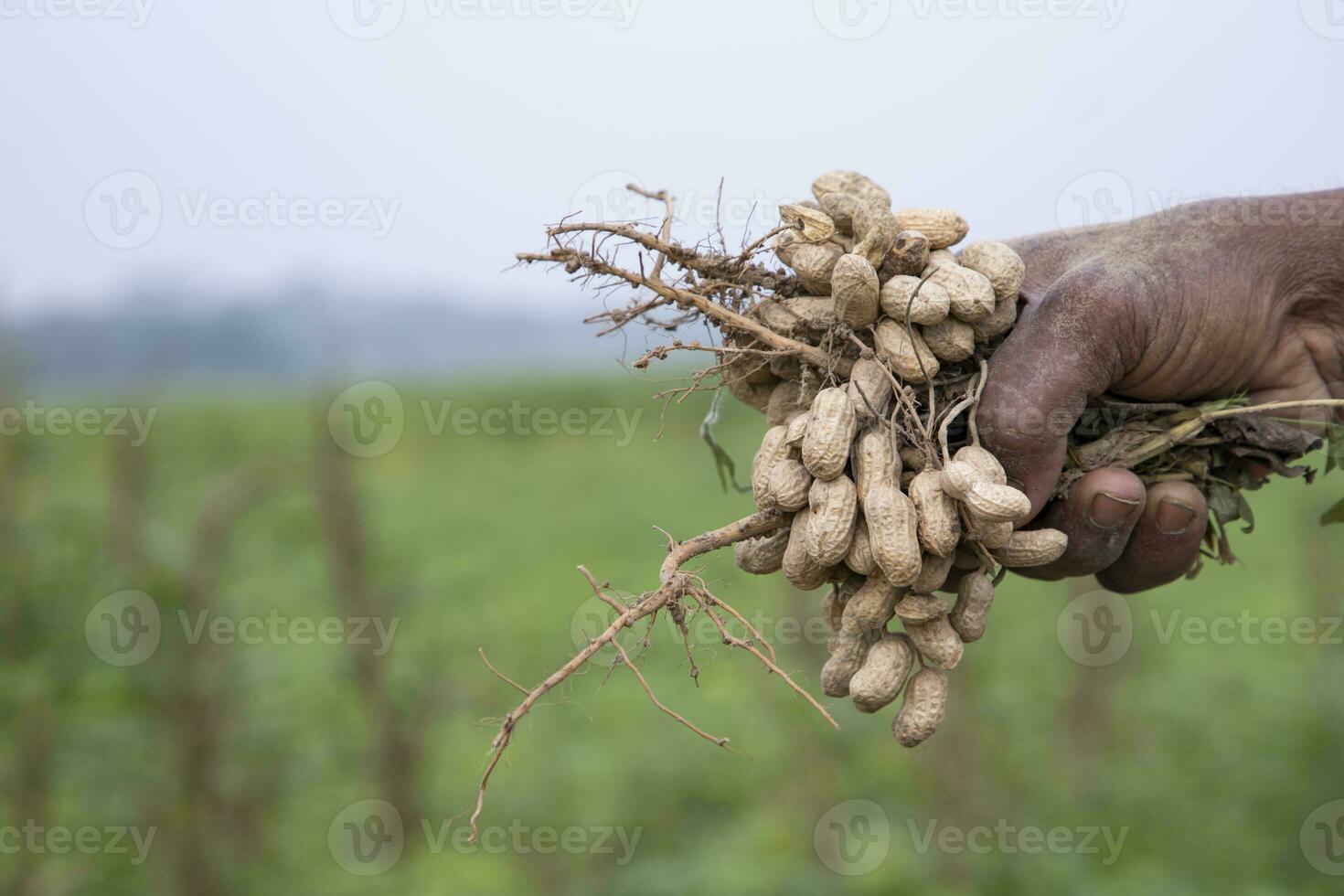 Farmer hand-holding peanut harvest in the field photo