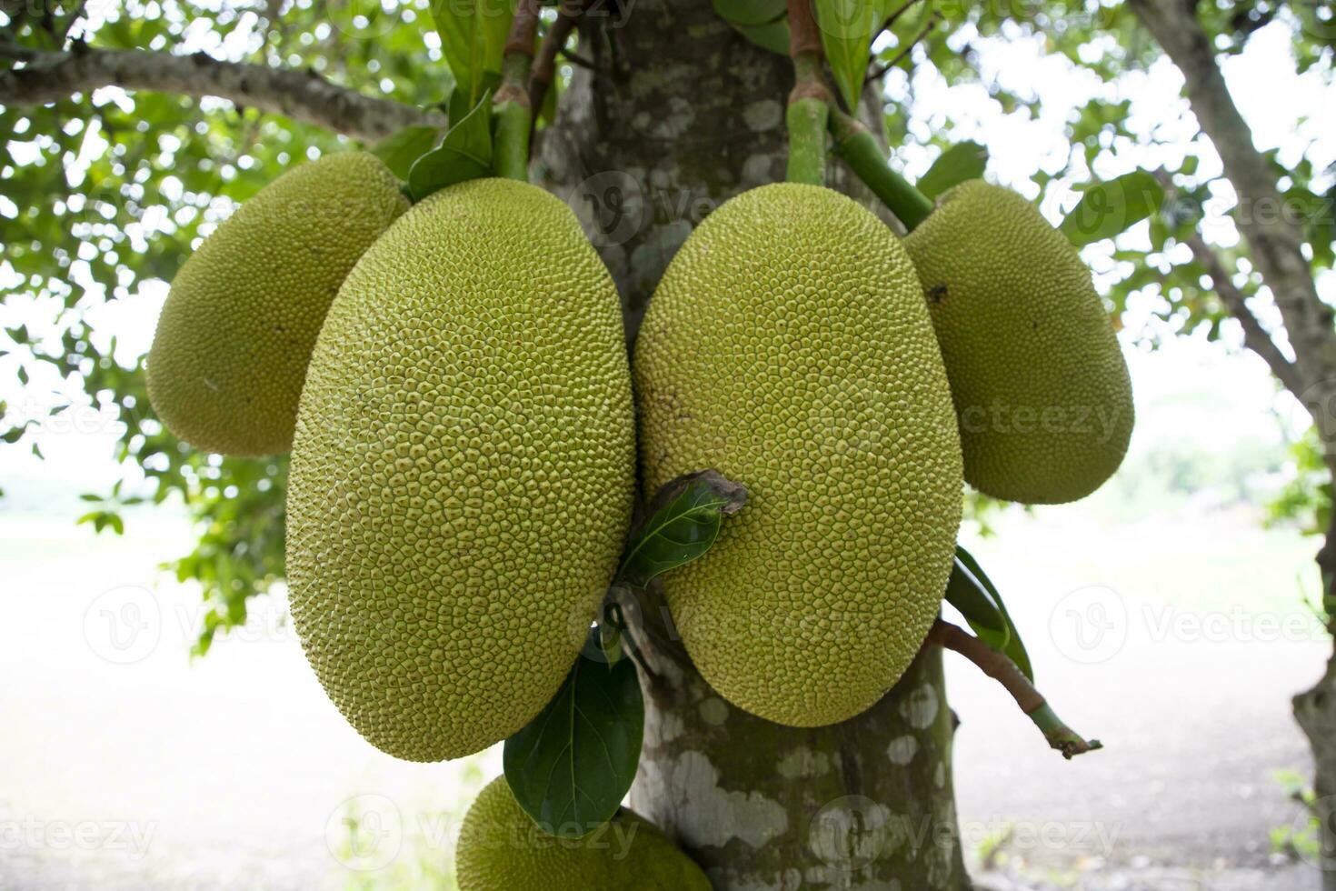 Jackfruits on a tree in the orchard. Ripe jackfruit on the tree photo