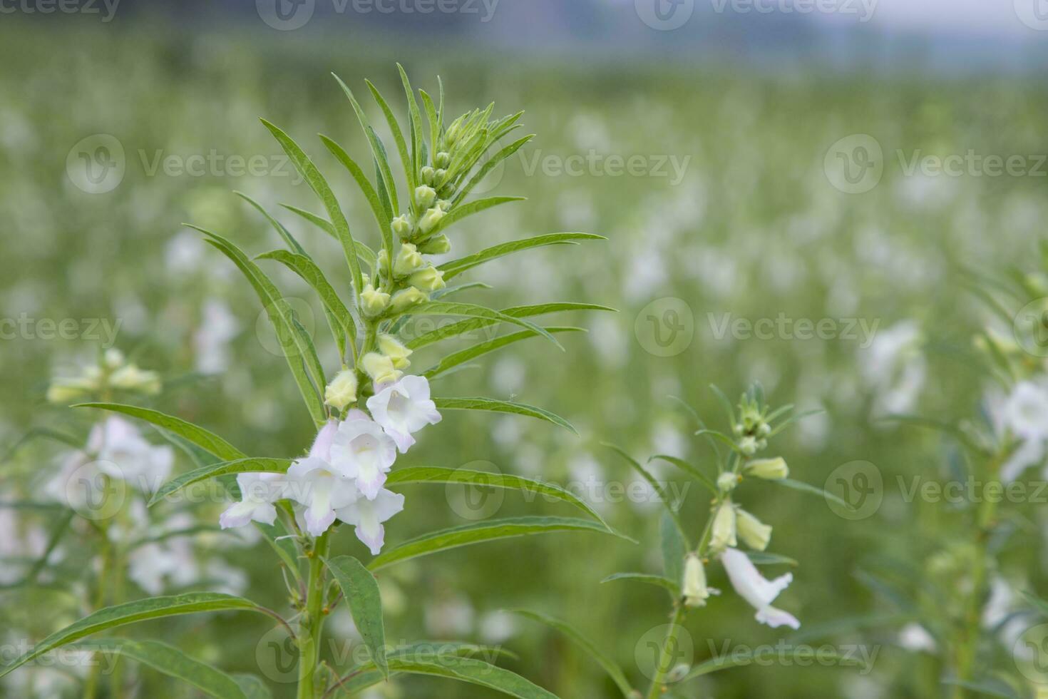 Sesame white flowers in the garden tree with a Blurry background. Selective focus photo