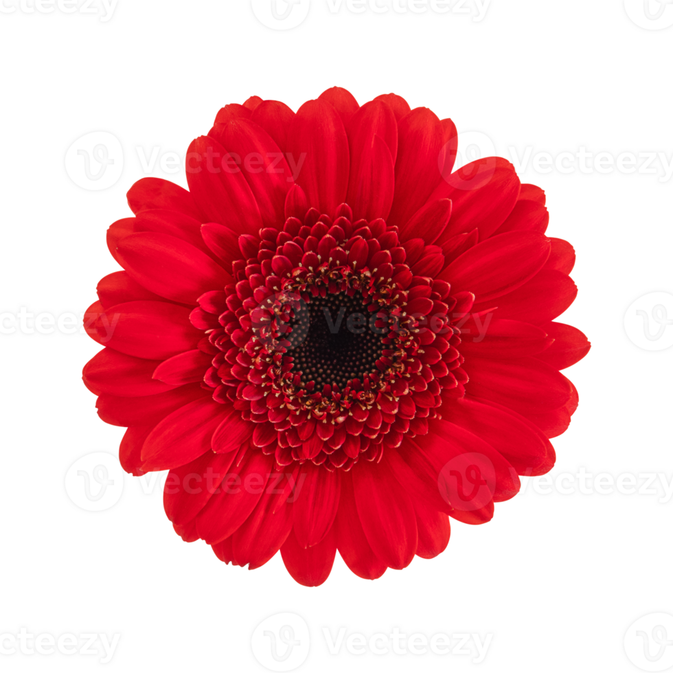 Red gerbera flower isolated on a transparent png background. Stock photo