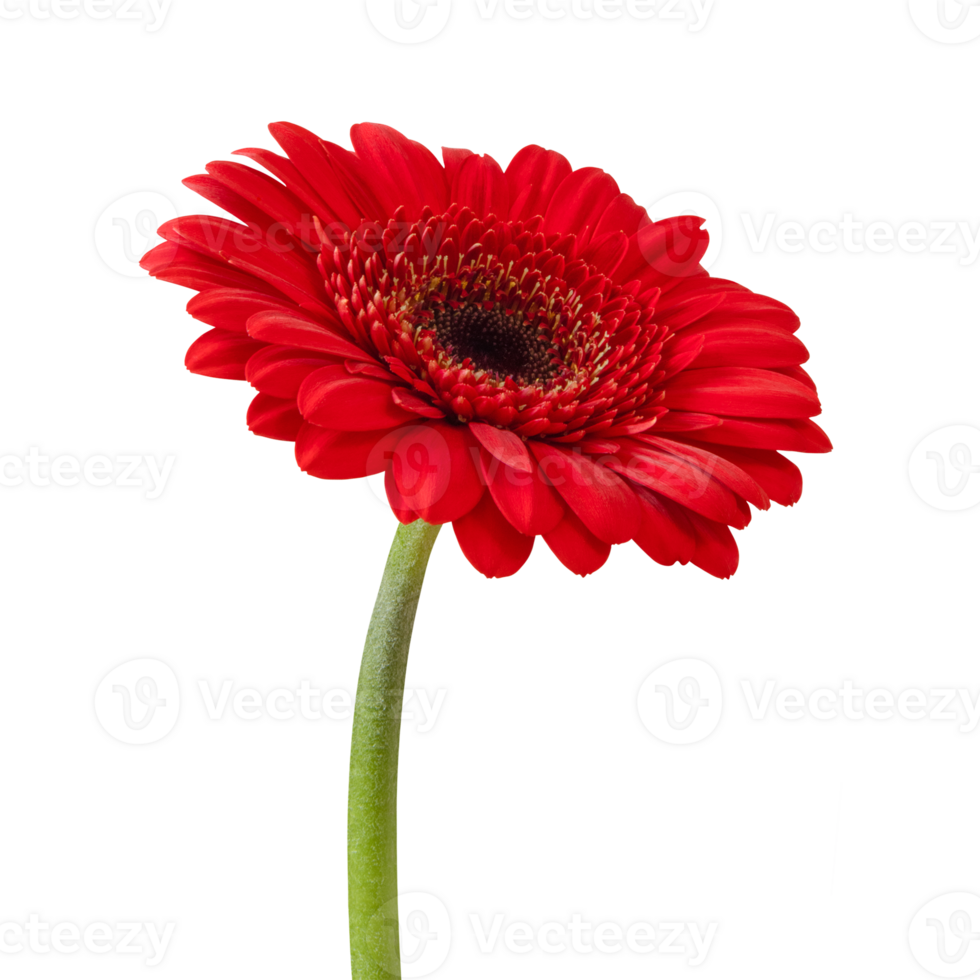 Red gerbera flower isolated on a transparent png background. Stock photo