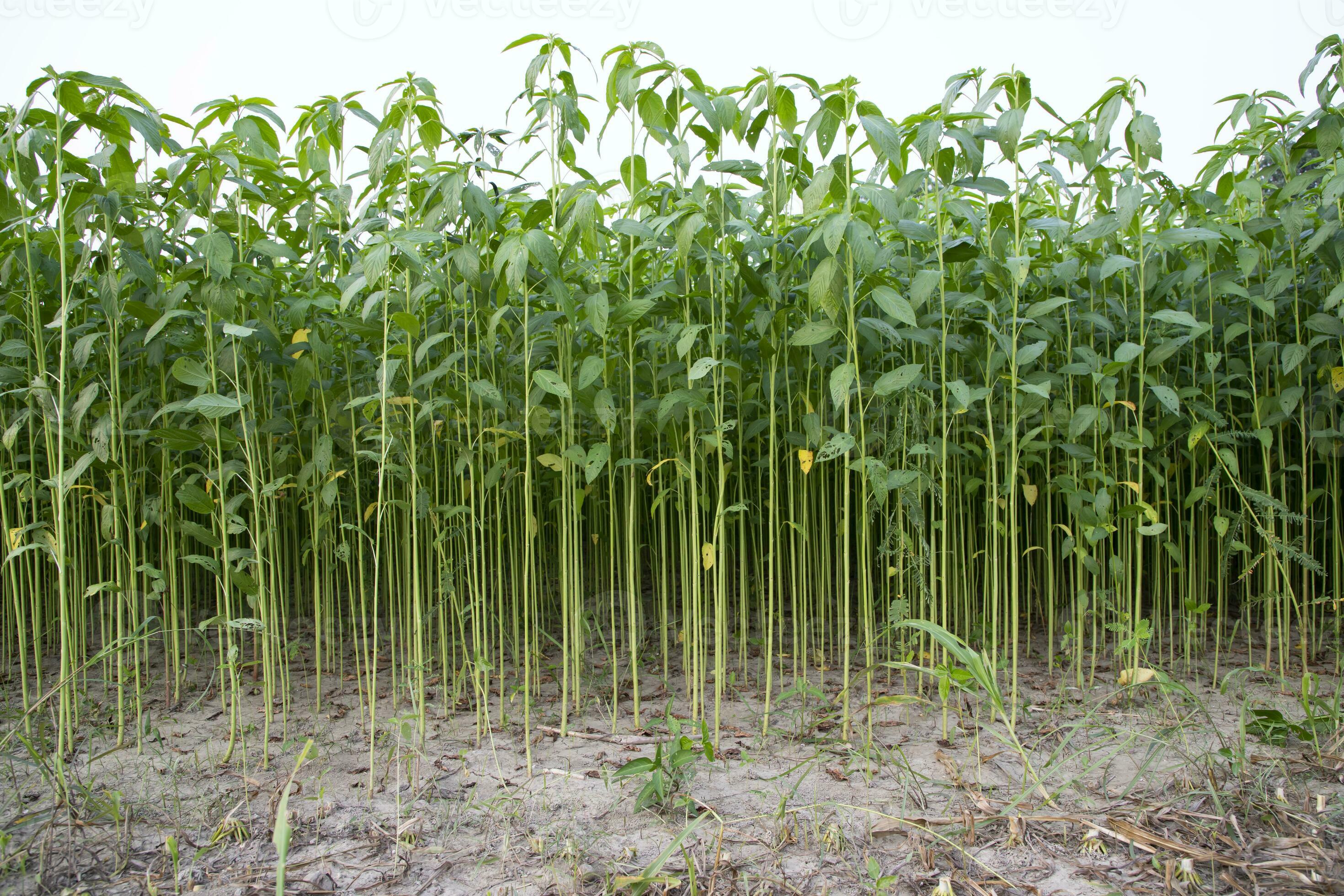 Jute plants growing in a field in the countryside of Bangladesh