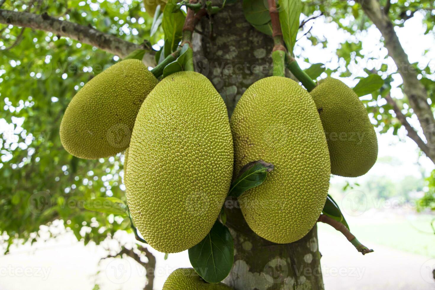 Jackfruits on a tree in the orchard. Ripe jackfruit on the tree photo