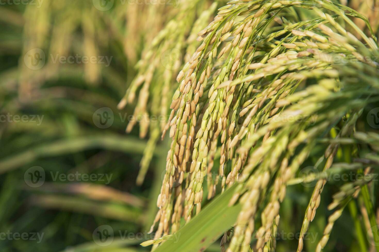 Closeup focus grain rice spike harvest agriculture landscape view photo