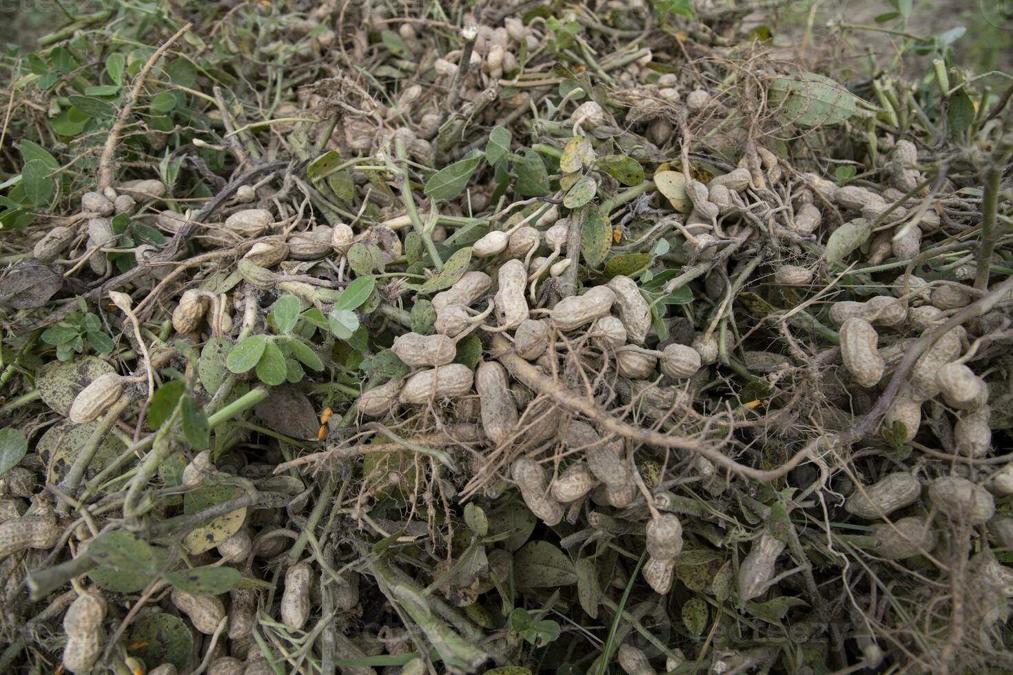 Stacked harvest peanuts in the soil in the field photo