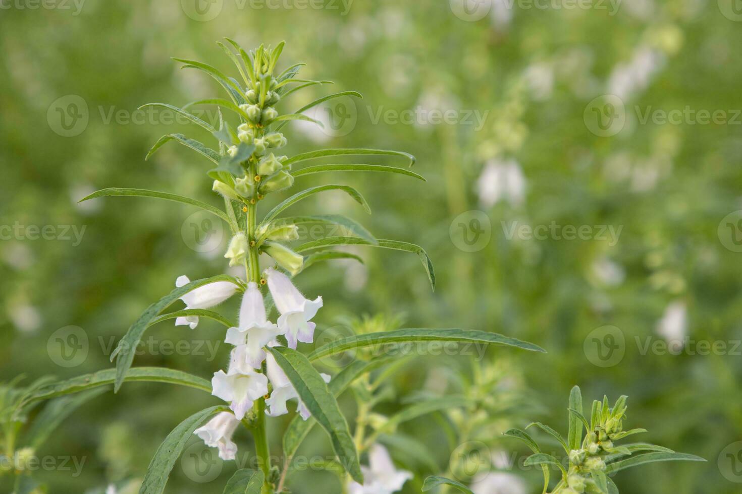 Sesame white flowers in the garden tree with a Blurry background. Selective focus photo