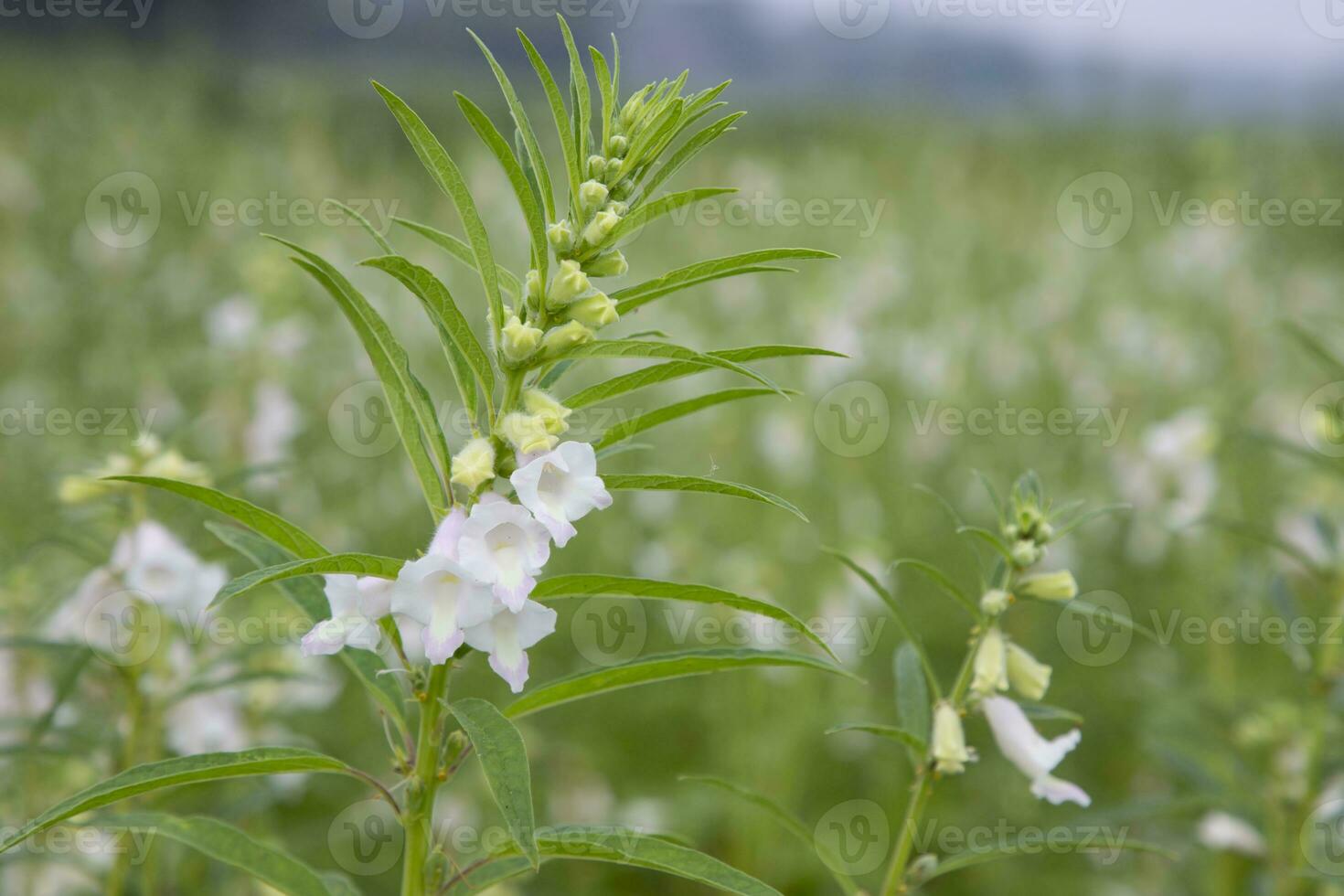 Sesame white flowers in the garden tree with a Blurry background. Selective focus photo