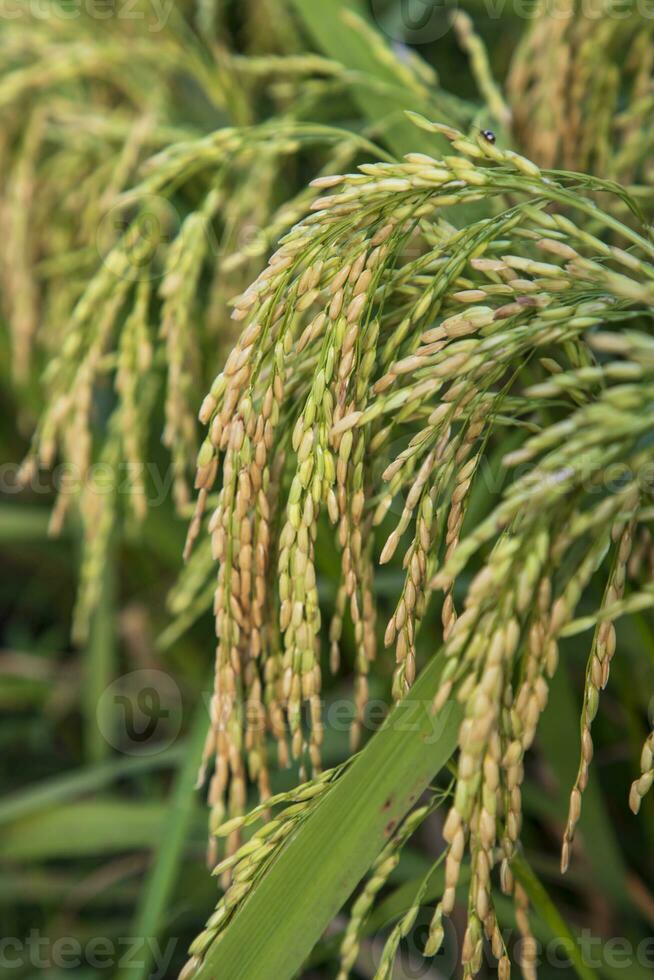 Closeup focus grain rice spike harvest agriculture landscape view photo
