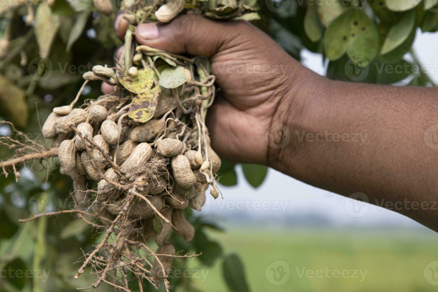 peanut on farmer's hand in the field. Agriculture harvest concept photo