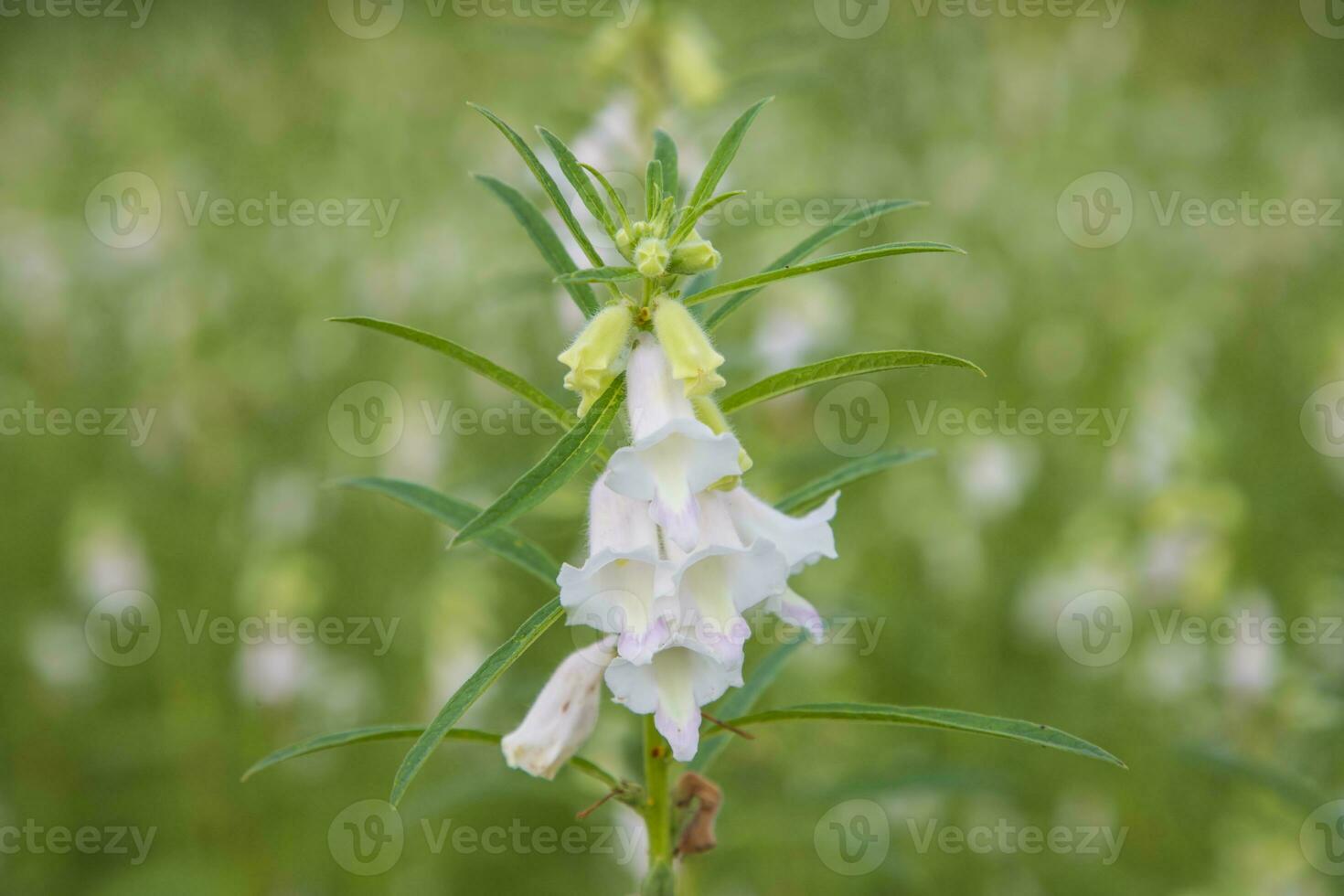 Sesame white flowers in the garden tree with a Blurry background. Selective focus photo