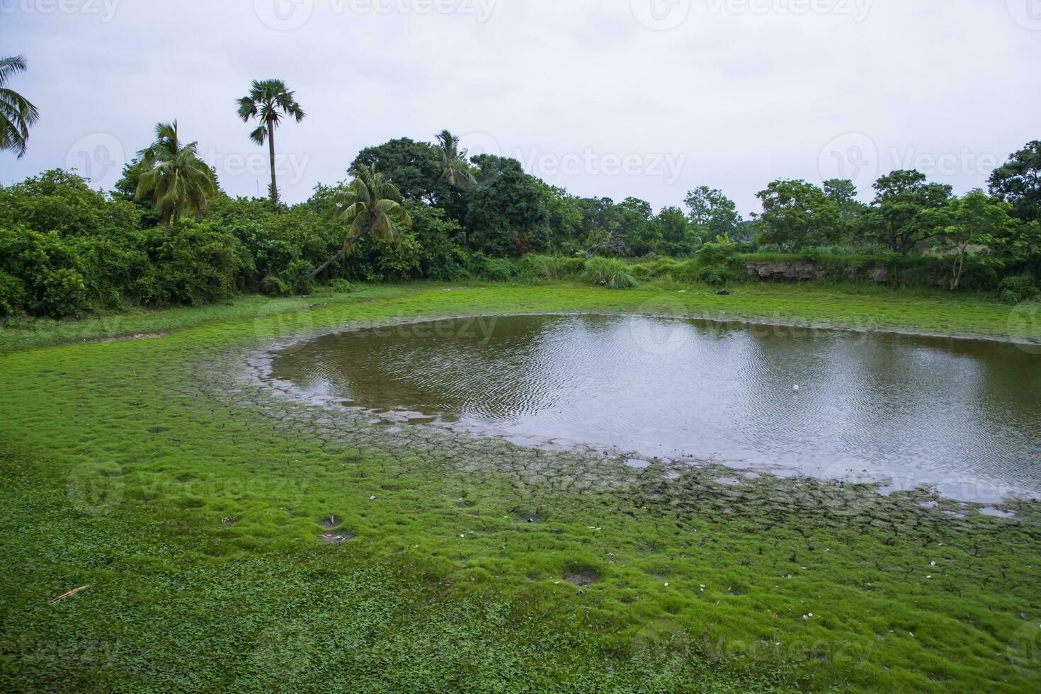 The Landscape of green fields with ponds and coconut trees in the countryside photo