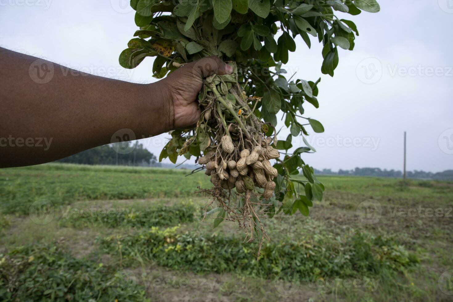 peanut on farmer's hand in the field. Agriculture harvest concept photo