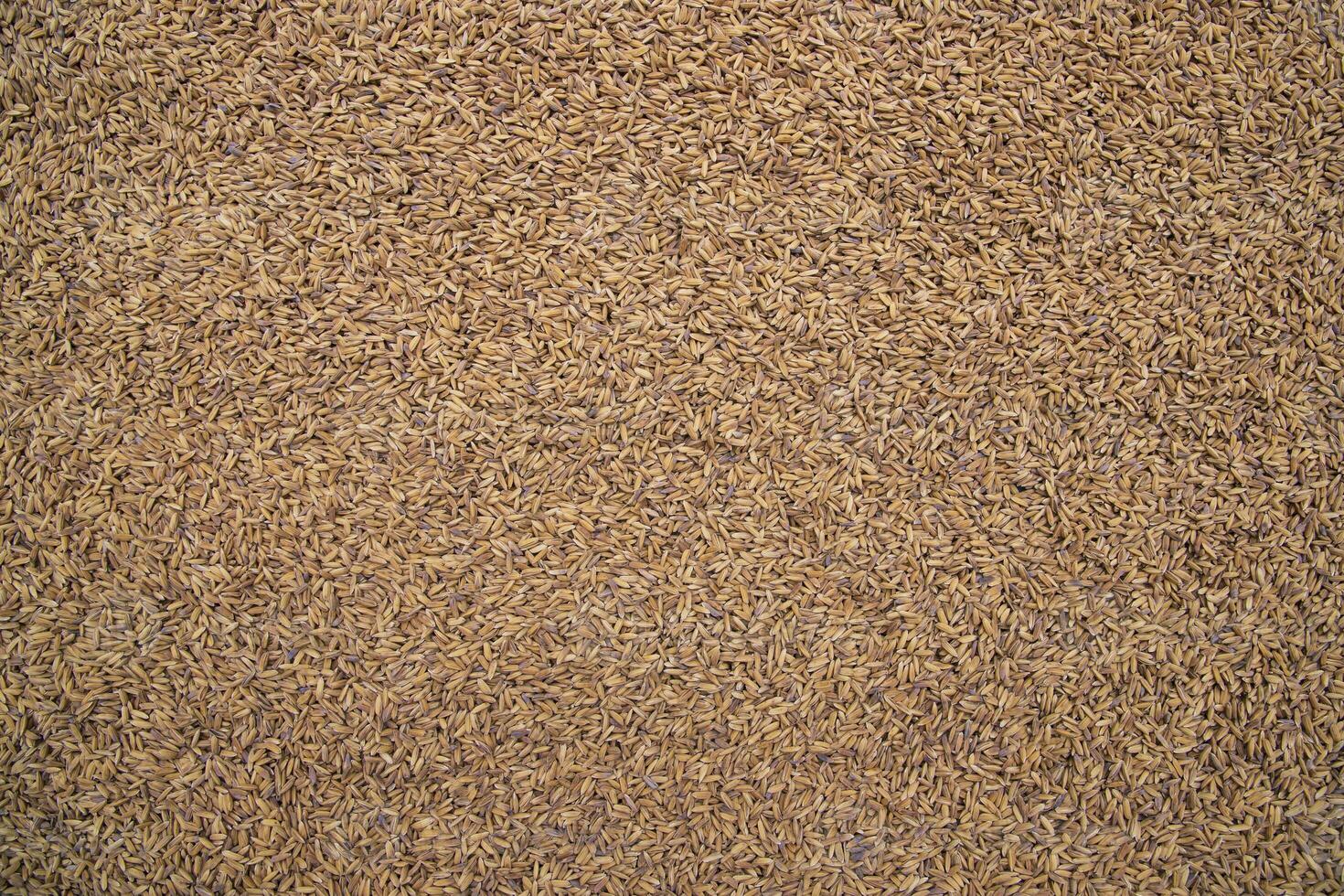 Golden Dry Paddy seed Texture Background natural view photo