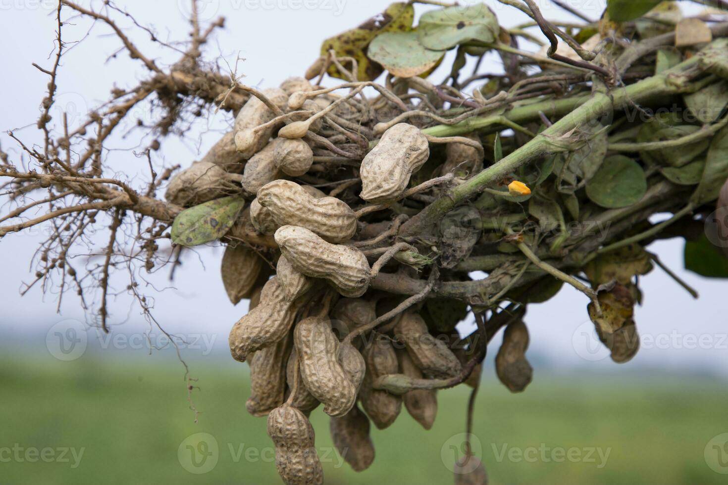one bunch of peanuts with blurred background. Selective focus photo
