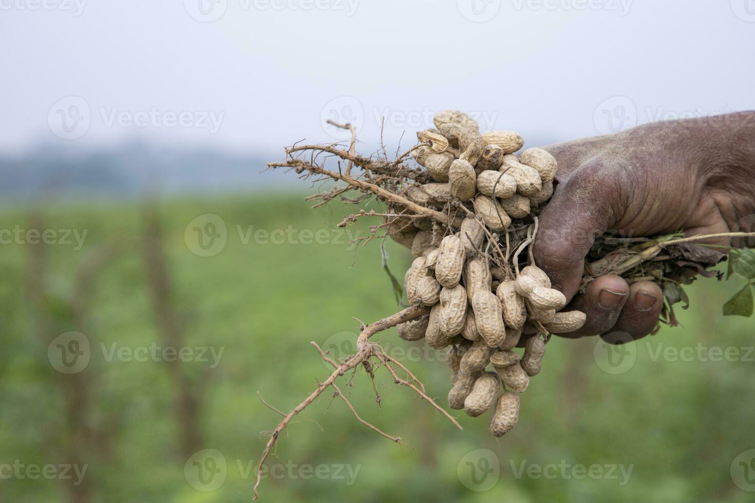 Farmer hand-holding peanut harvest in the field photo