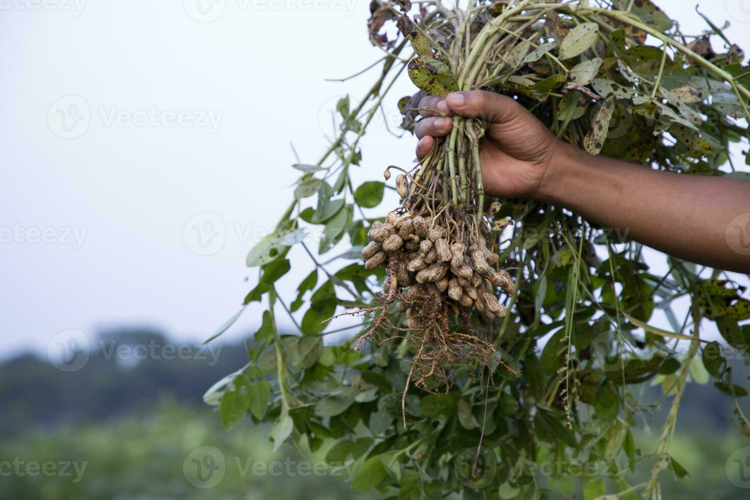 peanut on farmer's hand in the field. Agriculture harvest concept photo