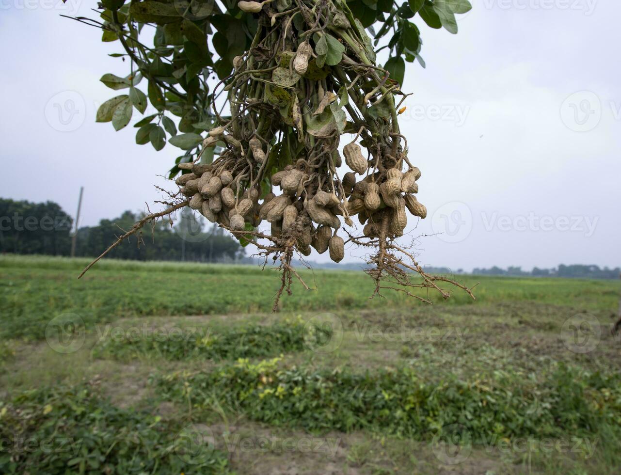 one bunch of peanuts with a blurred green background in the field. Selective focus photo