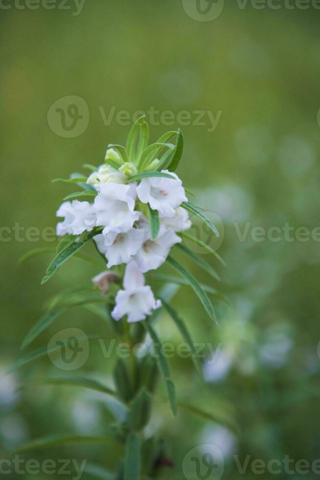 Sesame white flowers in the garden tree with a Blurry background. Selective focus photo