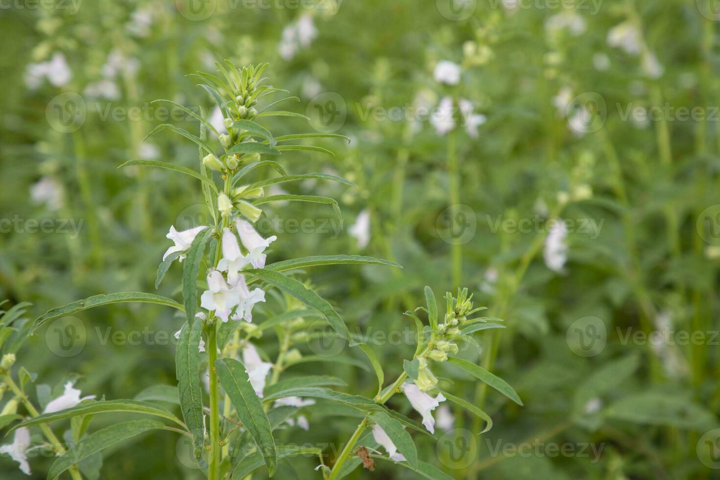 Sesame white flowers in the garden tree with a Blurry background. Selective focus photo