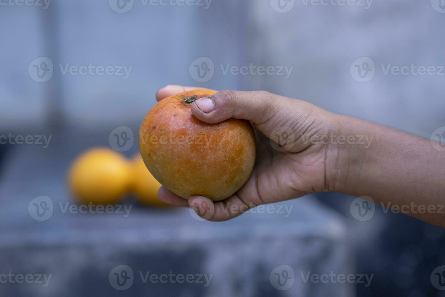 Close up of man hand holding fresh mango fruit in nature background photo