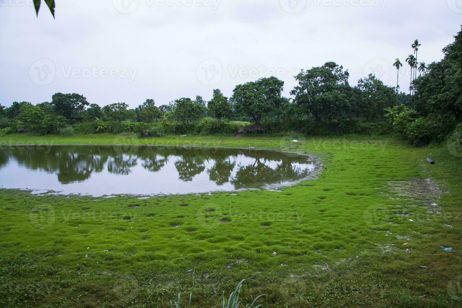 lago en el medio de el bosque con verde césped y azul cielo foto