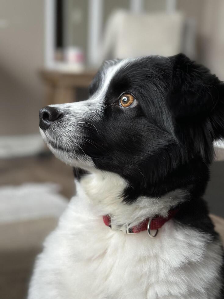 Mini Australian Shepherd or Border Collie Dog Portrait photo