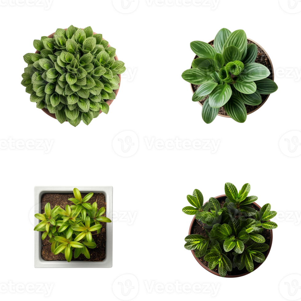 Top view set of various potted house plants on transparent background. template for interior scene. png