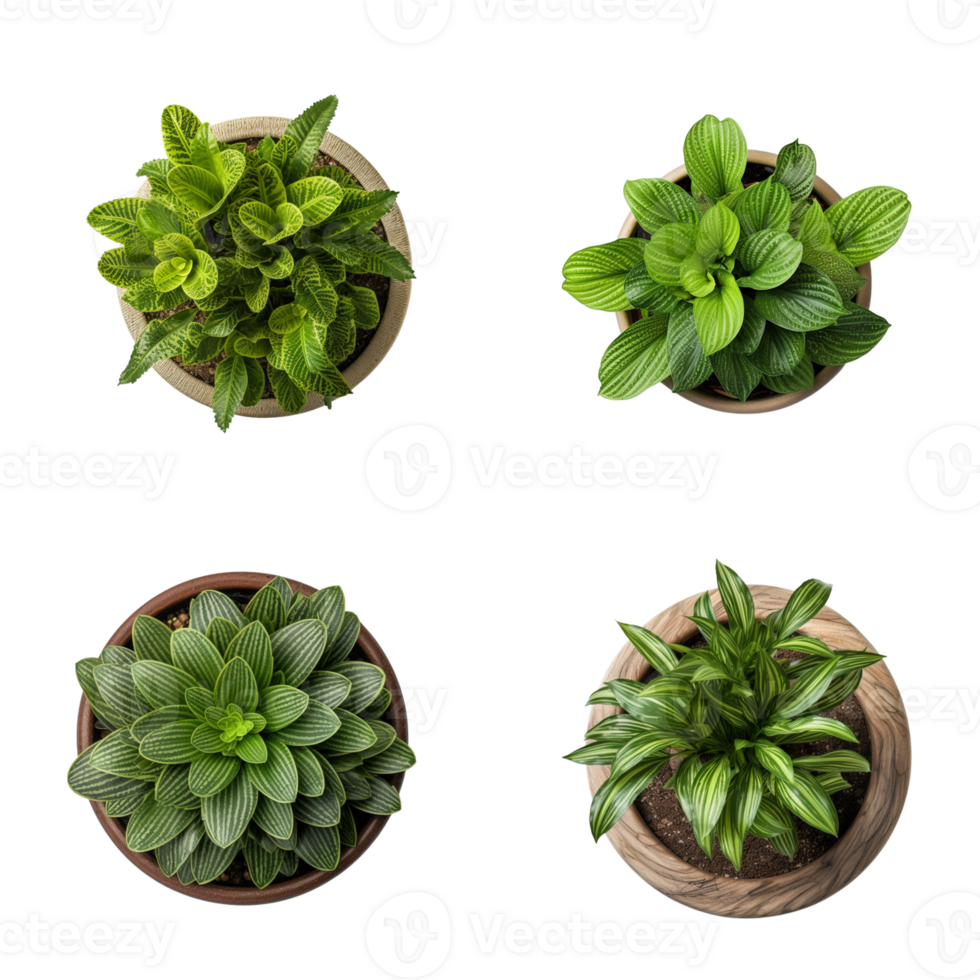 Top view set of various potted house plants on transparent background