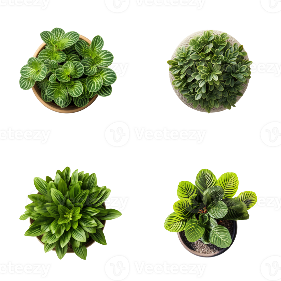 Top view set of various potted house plants on transparent background. template for interior scene. png