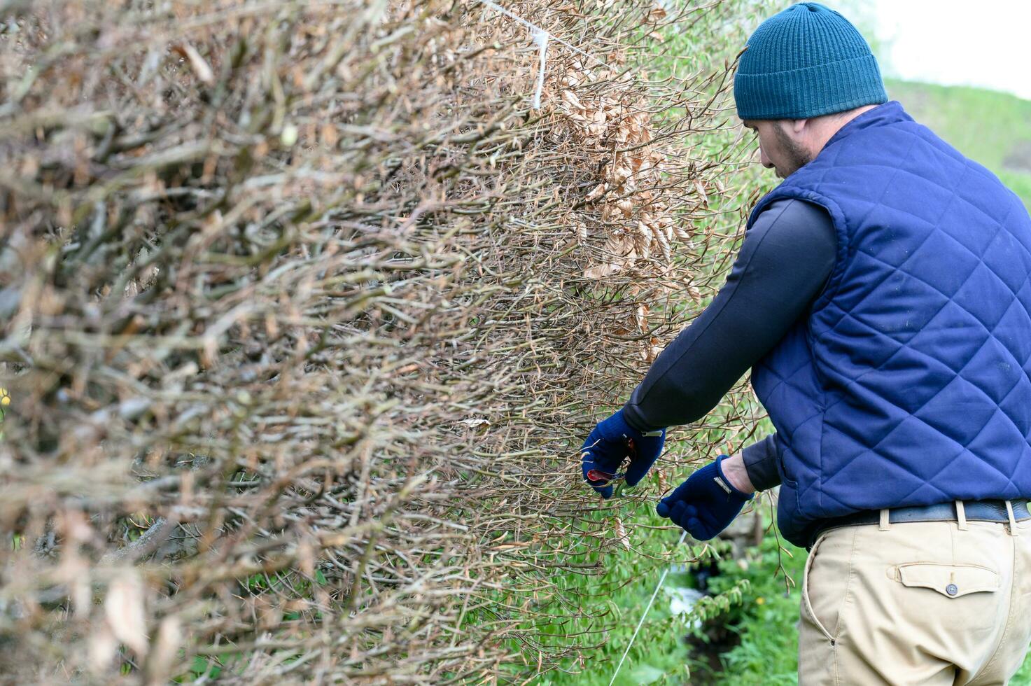 Arrangement and leveling of the hedge with scissors, spring work in the garden. photo