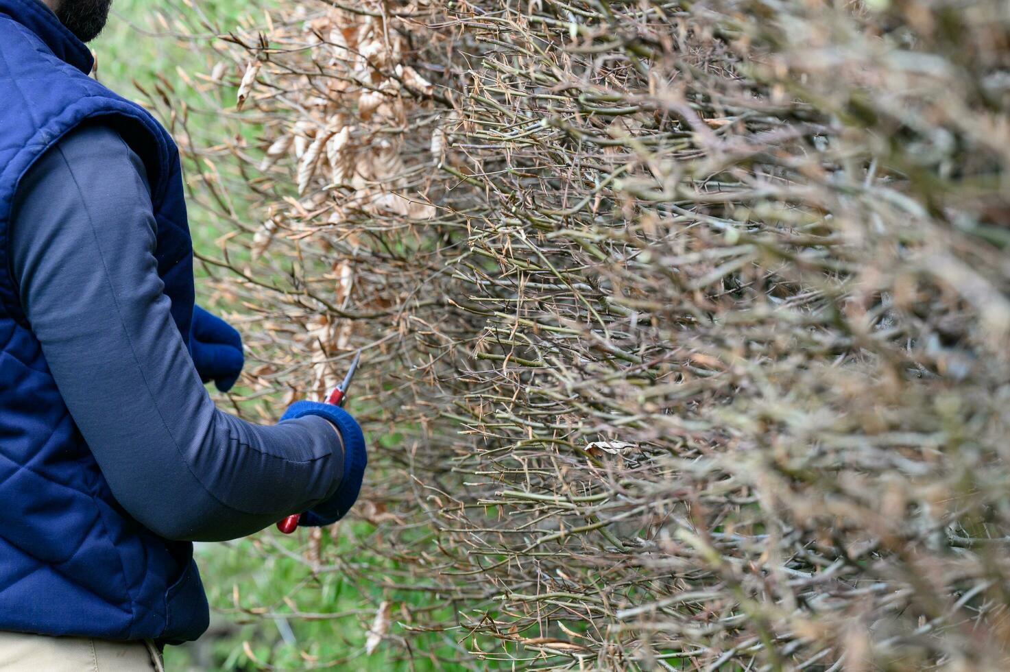 Arrangement and leveling of the hedge with scissors, spring work in the garden. photo