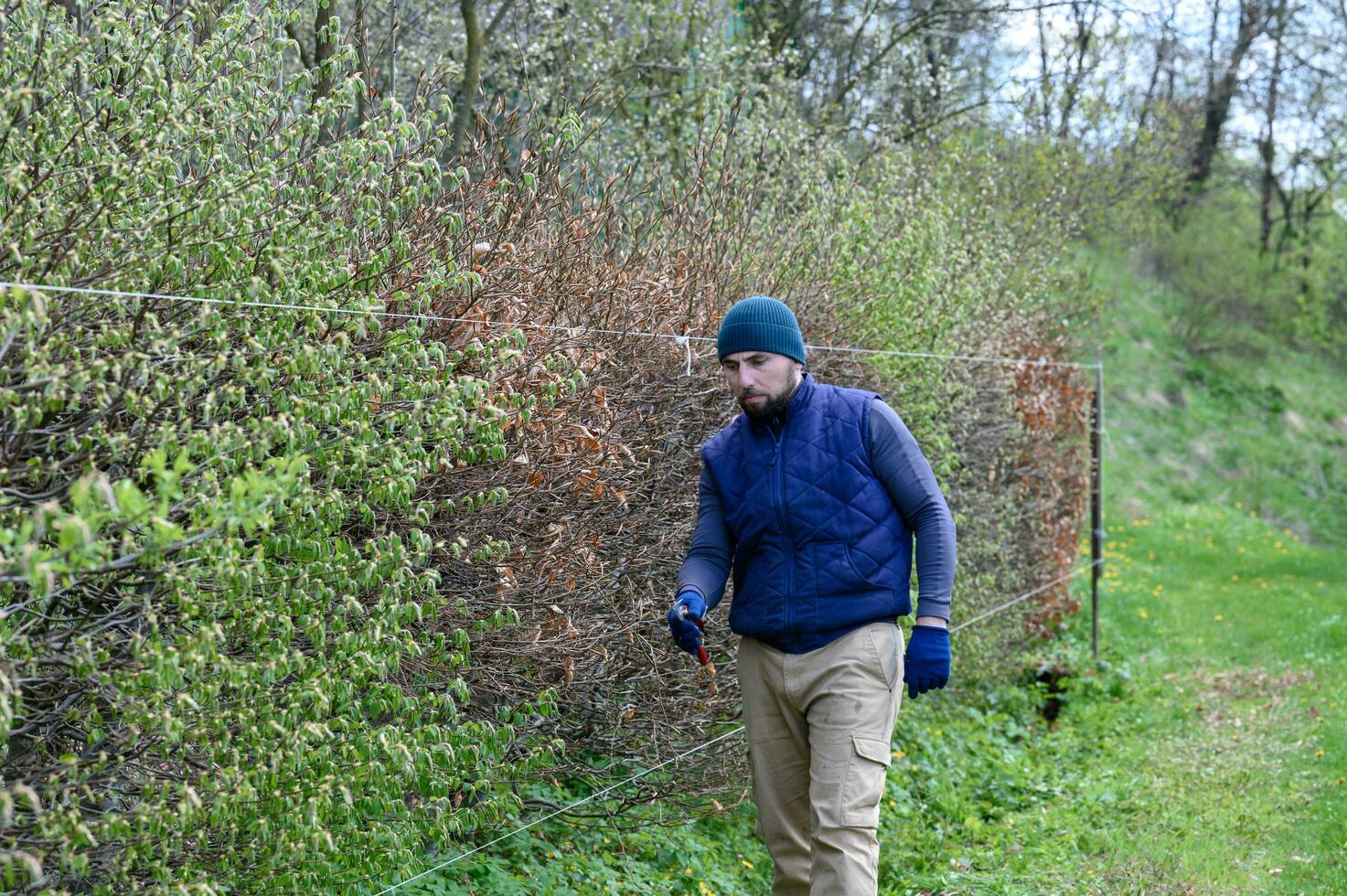 The hedge is made of different types of trees and bushes, the gardener levels and trims the hedge. photo