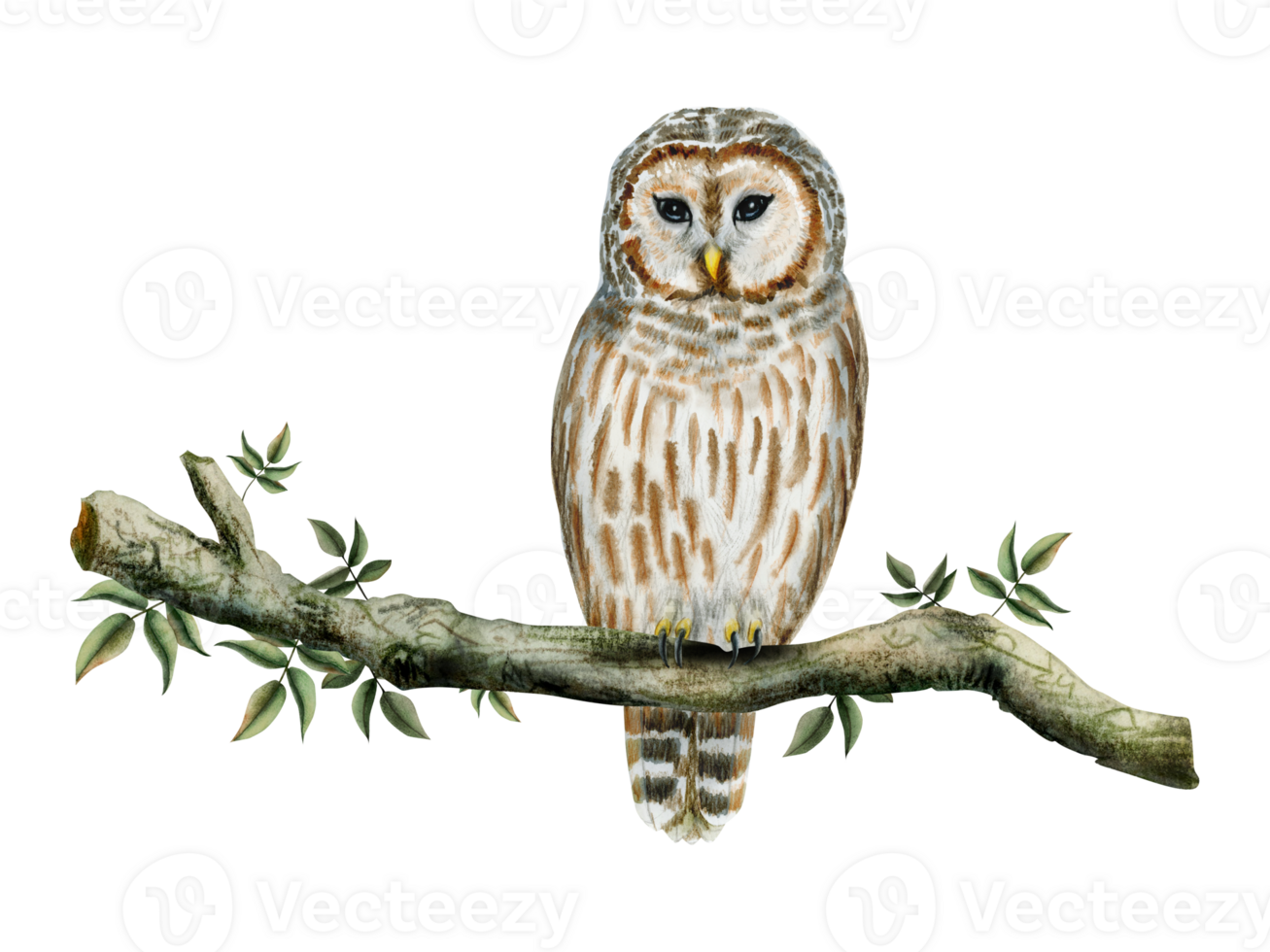 Striped barred white and brown owl sitting on tree branch with green leaves watercolor illustration of forest bird png